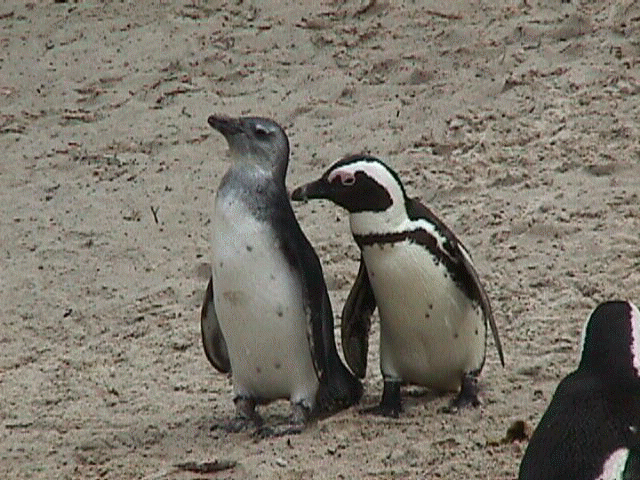 ambushed.jpg (70008 bytes)