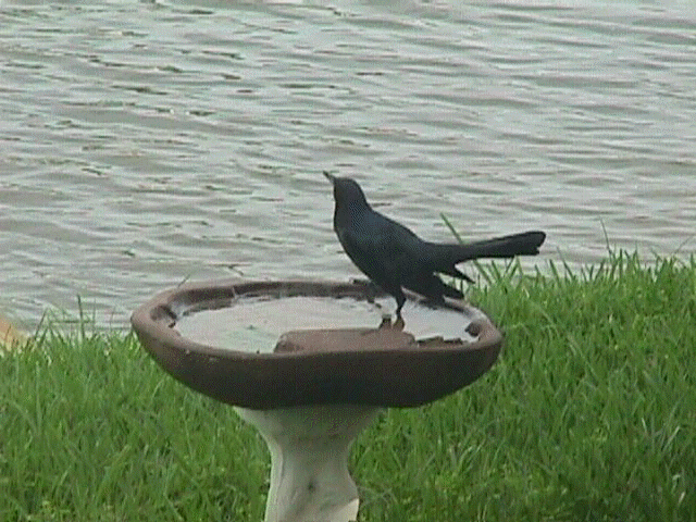 Birdbath.jpg (54600 bytes)