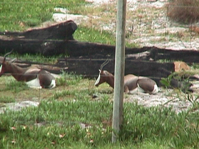 Blesbuck.jpg (67374 bytes)