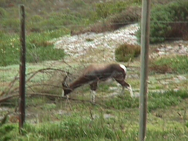 Blesbuck2.jpg (57477 bytes)