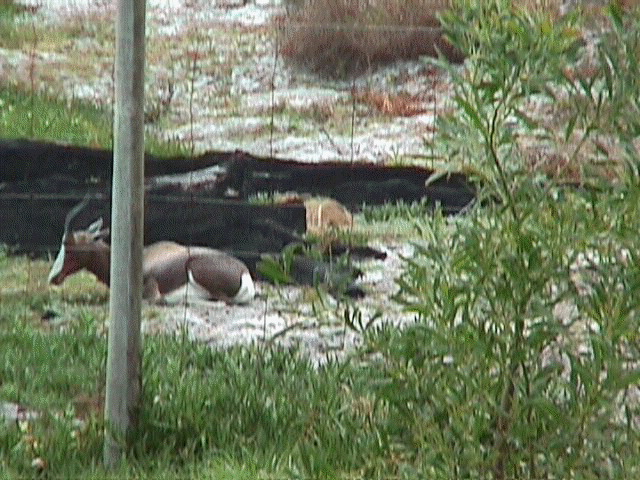 Blesbuck3.jpg (71147 bytes)