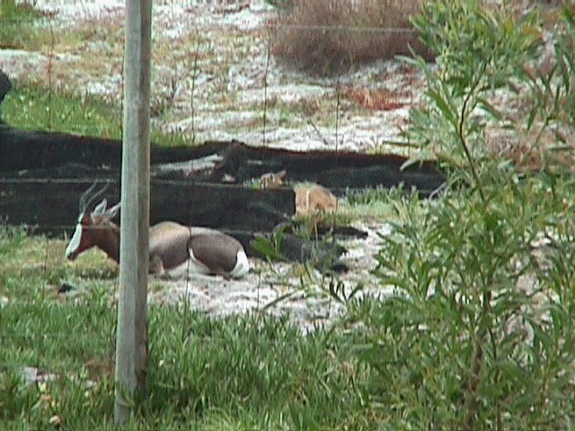 Blesbuck4.jpg (76139 bytes)