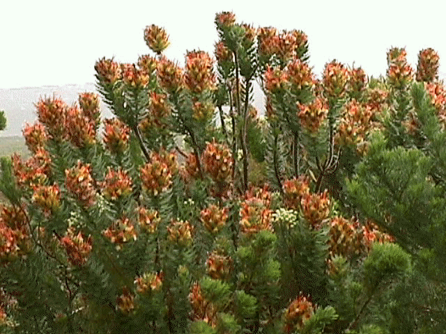 flowers.jpg (76936 bytes)