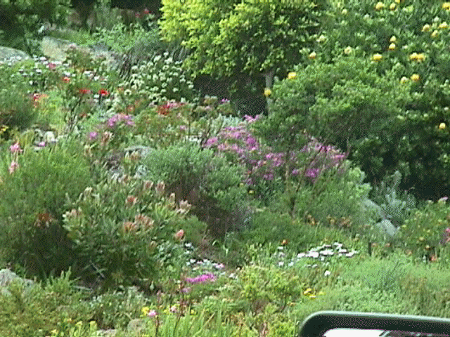 flowers2.jpg (87209 bytes)