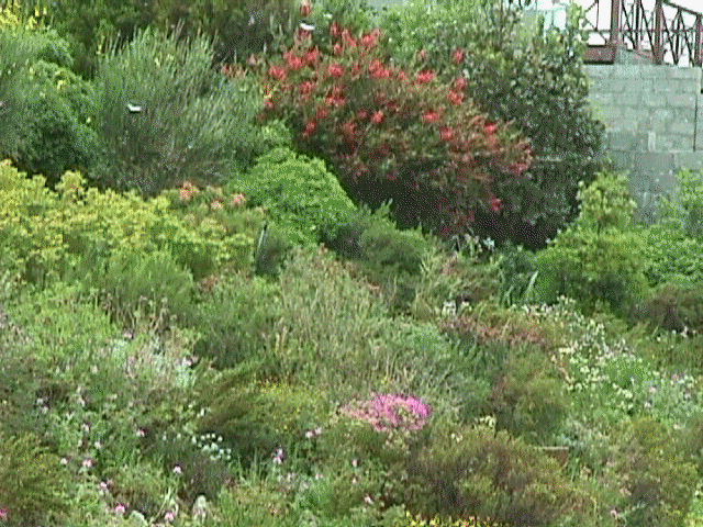 flowers3.jpg (85126 bytes)