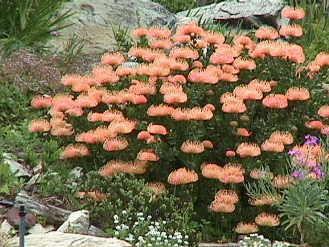 flowers4.jpg (92208 bytes)