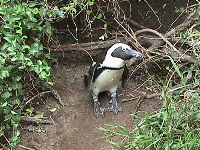 hiding.jpg (96293 bytes)