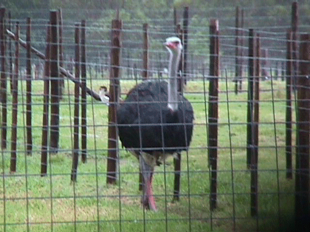 ostrich.gif (235297 bytes)