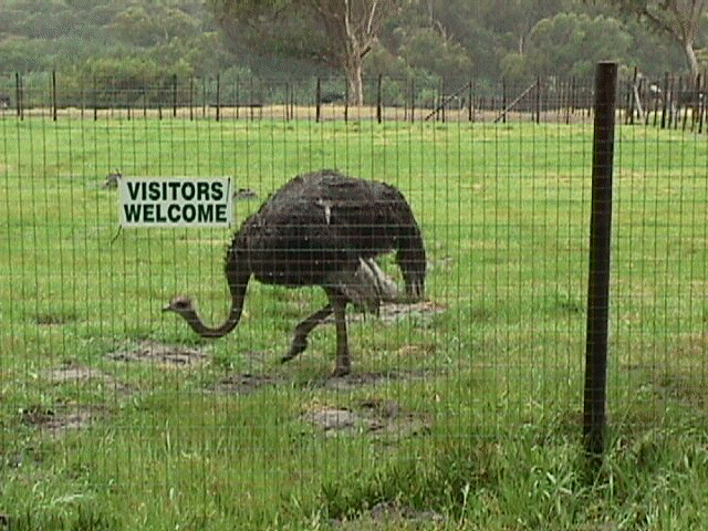 ostrich2.jpg (75102 bytes)