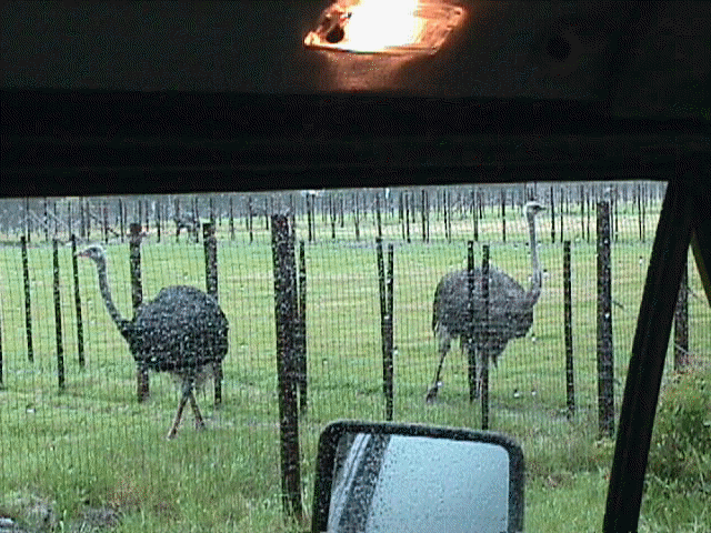ostrich3.jpg (65334 bytes)