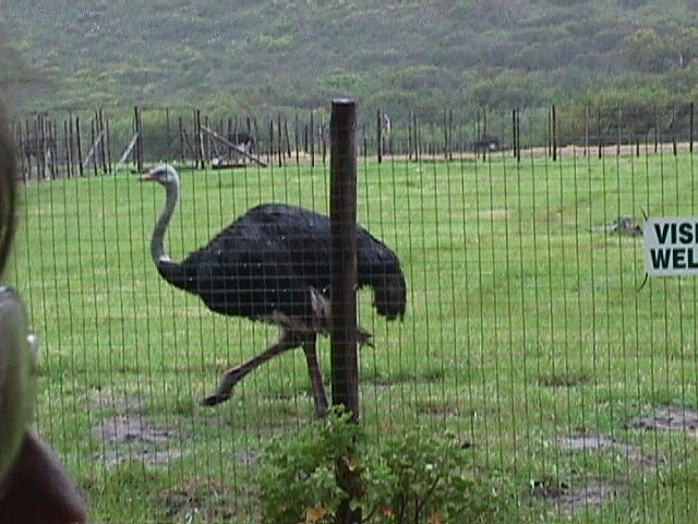 osttrich4.jpg (66730 bytes)