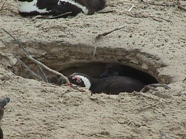 penguinbed.jpg (78727 bytes)