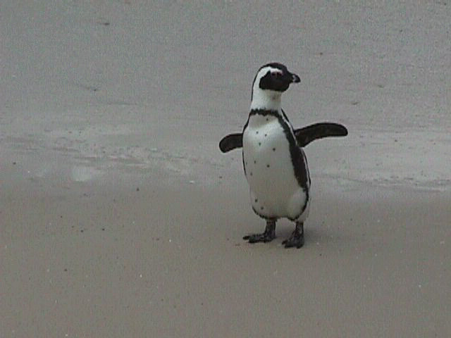 penguindirect.jpg (31828 bytes)