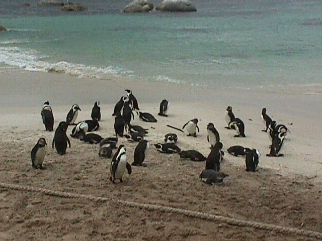 penguins.jpg (55294 bytes)