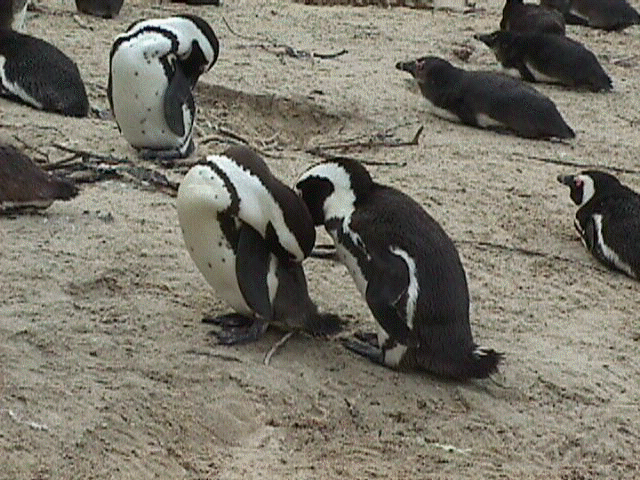penguins1.jpg (74713 bytes)