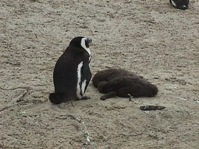 penguins2.jpg (77183 bytes)