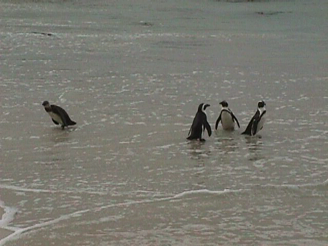 penguins3.jpg (44434 bytes)