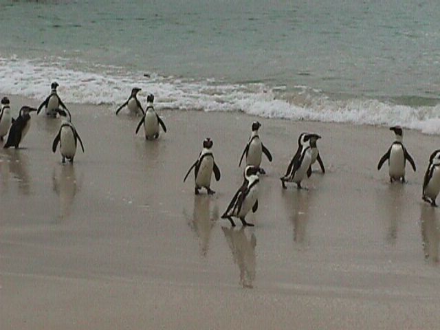 penguins4.jpg (40703 bytes)