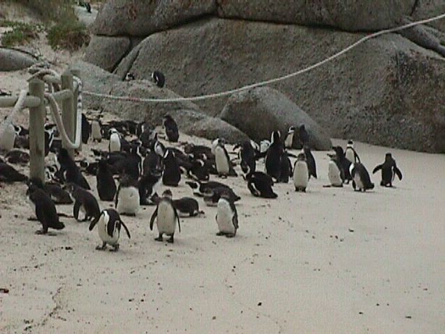 penguins5.jpg (58659 bytes)