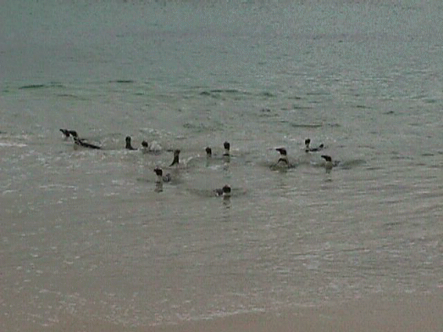 penguinsswim.jpg (40214 bytes)